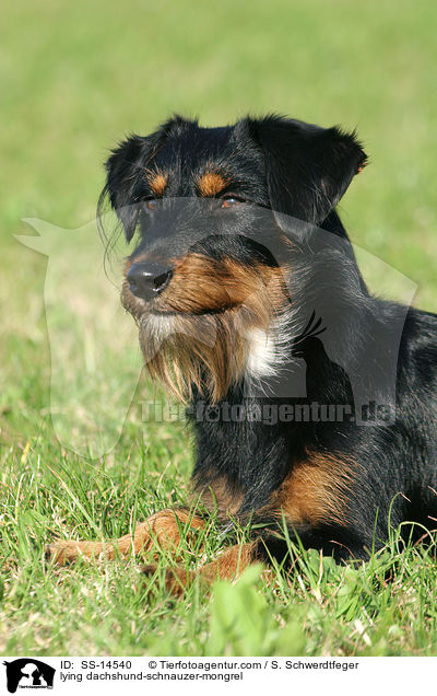 liegender Dackel-Schnauzer-Mischling / lying dachshund-schnauzer-mongrel / SS-14540