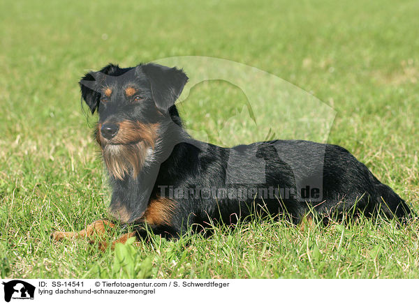 liegender Dackel-Schnauzer-Mischling / lying dachshund-schnauzer-mongrel / SS-14541