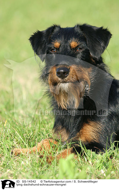 liegender Dackel-Schnauzer-Mischling / lying dachshund-schnauzer-mongrel / SS-14542