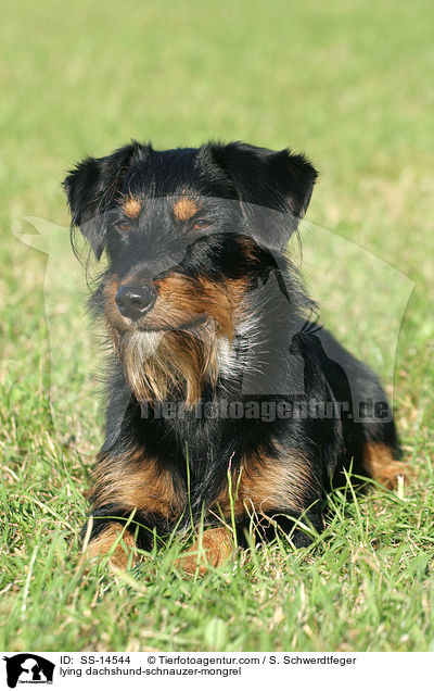 liegender Dackel-Schnauzer-Mischling / lying dachshund-schnauzer-mongrel / SS-14544