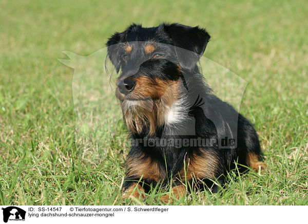 liegender Dackel-Schnauzer-Mischling / lying dachshund-schnauzer-mongrel / SS-14547