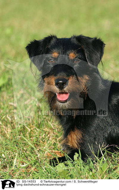 liegender Dackel-Schnauzer-Mischling / lying dachshund-schnauzer-mongrel / SS-14553