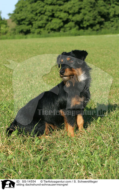 sitzender Dackel-Schnauzer-Mischling / sitting dachshund-schnauzer-mongrel / SS-14554