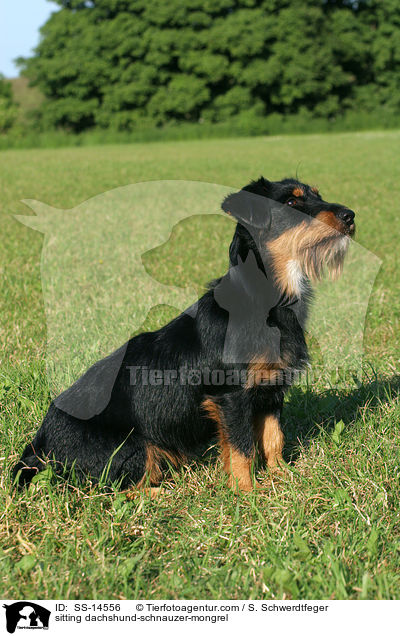 sitzender Dackel-Schnauzer-Mischling / sitting dachshund-schnauzer-mongrel / SS-14556