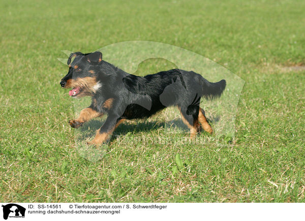 rennender Dackel-Schnauzer-Mischling / running dachshund-schnauzer-mongrel / SS-14561