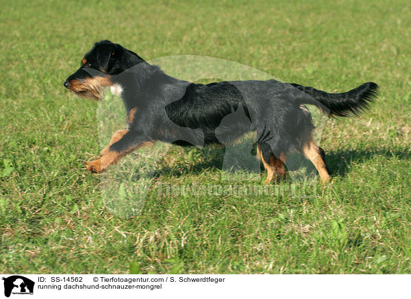 rennender Dackel-Schnauzer-Mischling / running dachshund-schnauzer-mongrel / SS-14562