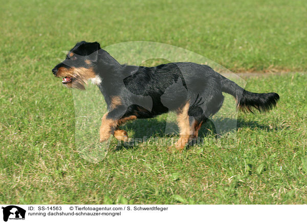 rennender Dackel-Schnauzer-Mischling / running dachshund-schnauzer-mongrel / SS-14563