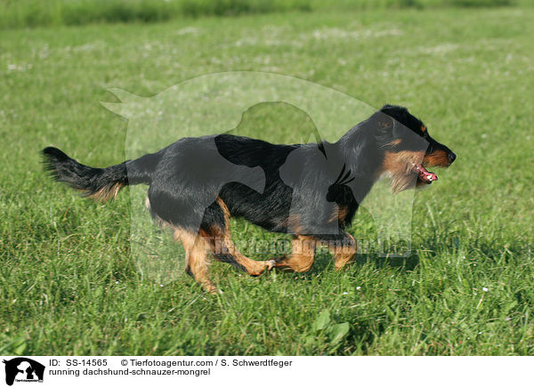 rennender Dackel-Schnauzer-Mischling / running dachshund-schnauzer-mongrel / SS-14565