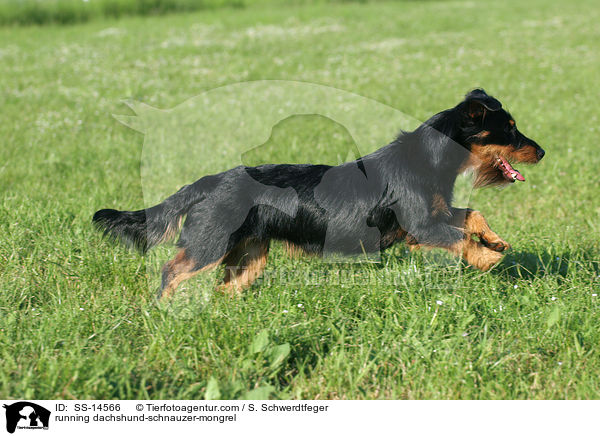 Dackel-Schnauzer-Mischling / running dachshund-schnauzer-mongrel / SS-14566