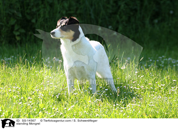 stehender Dalmatiner-Foxterrier-Mischling / standing Mongrel / SS-14567