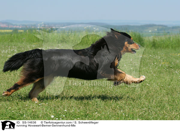 rennender Hovawart-Berner-Sennenhund-Mix / running Hovawart-Berner-Sennenhund-Mix / SS-14636