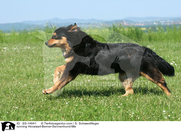 rennender Hovawart-Berner-Sennenhund-Mix / running Hovawart-Berner-Sennenhund-Mix / SS-14641