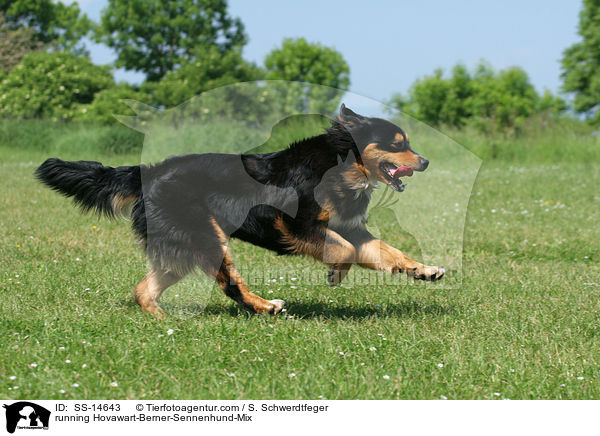 rennender Hovawart-Berner-Sennenhund-Mix / running Hovawart-Berner-Sennenhund-Mix / SS-14643