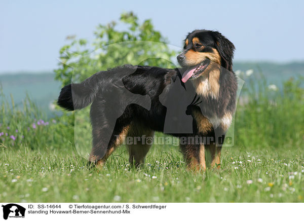 stehender Hovawart-Berner-Sennenhund-Mix / standing Hovawart-Berner-Sennenhund-Mix / SS-14644