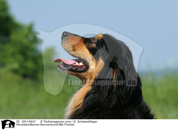 Hovawart-Berner-Sennenhund-Mix Portrait / Hovawart-Berner-Sennenhund-Mix Portrait / SS-14647