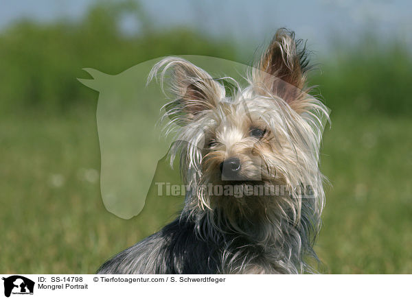 Yorkshire-Terrier-Mischling Portrait / Mongrel Portrait / SS-14798