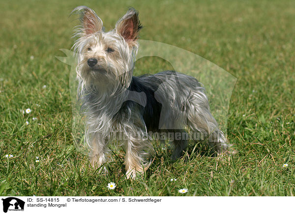 stehender Yorkshire-Terrier-Mischling / standing Mongrel / SS-14815