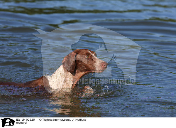 Galgo-Espanol-Pointer-Mischling / mongrel / JH-02525