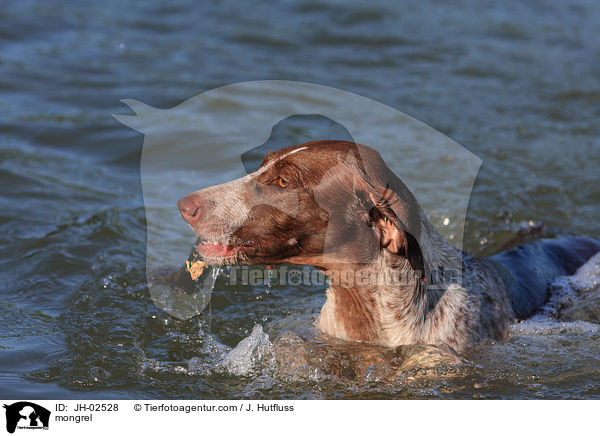 Galgo-Espanol-Pointer-Mischling / mongrel / JH-02528