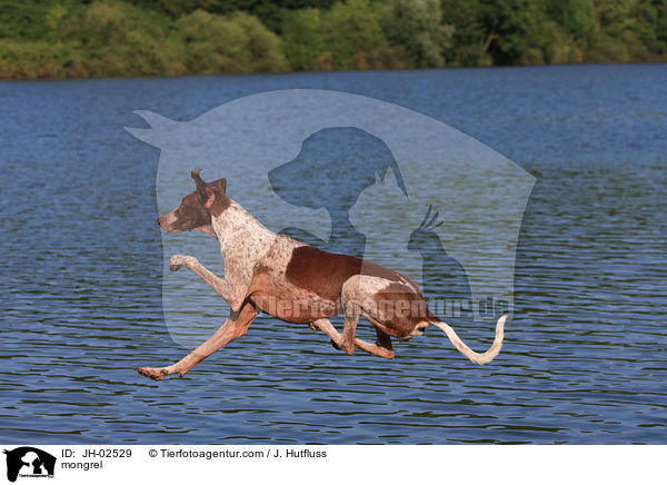 Galgo-Espanol-Pointer-Mischling / mongrel / JH-02529