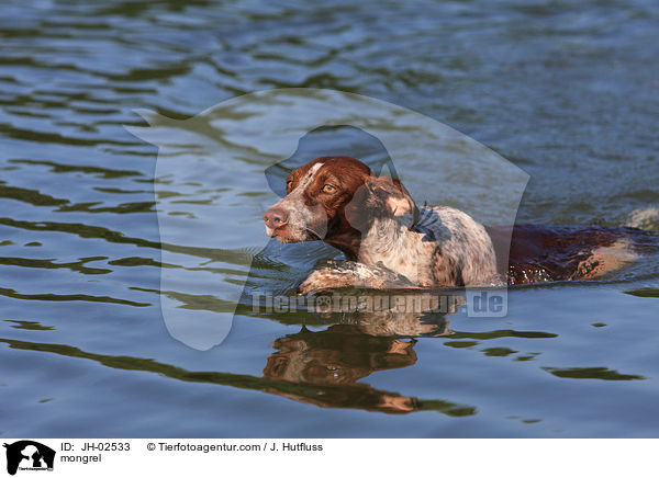 Galgo-Espanol-Pointer-Mischling / mongrel / JH-02533