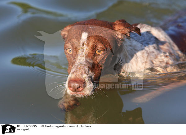 Galgo-Espanol-Pointer-Mischling / mongrel / JH-02535