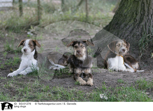 liegende Hunde / lying dogs / SG-01276