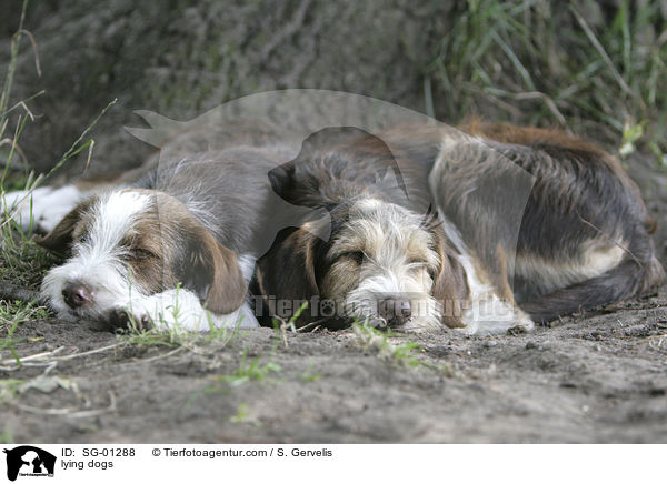 liegende Hunde / lying dogs / SG-01288