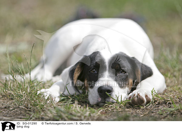 liegender Hund / lying dog / SG-01290