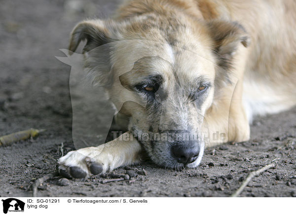 liegender Hund / lying dog / SG-01291