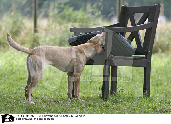 Hund knabbert an Sitzkissen / dog gnawing at seat cushion / SG-01292