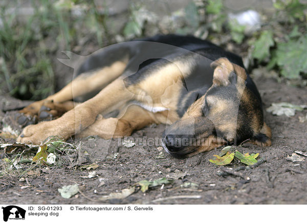 schlafender Hund / sleeping dog / SG-01293