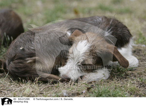 schlafender Hund / sleeping dog / SG-01296