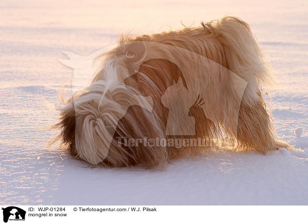 Mischlingshund im Schnee / mongrel in snow / WJP-01284