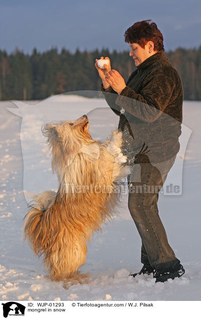 Mischlingshund im Schnee / mongrel in snow / WJP-01293