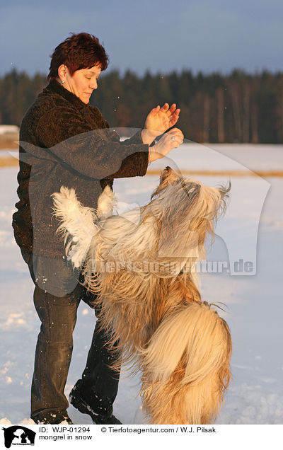Mischlingshund im Schnee / mongrel in snow / WJP-01294