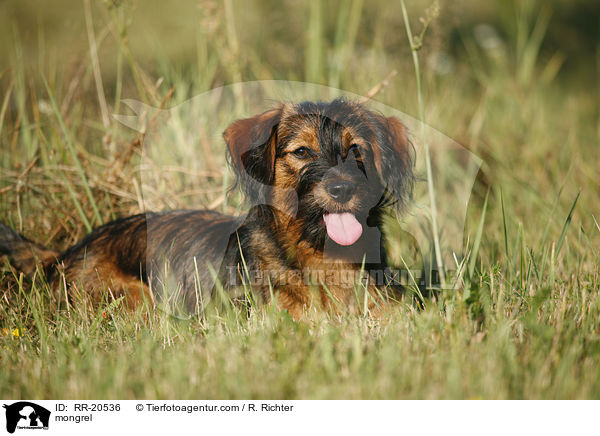 Jagdterrier-Dackel-Mischling / mongrel / RR-20536