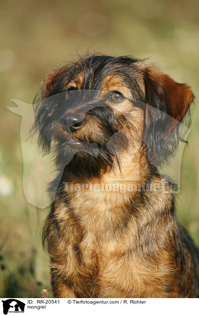 Jagdterrier-Dackel-Mischling / mongrel / RR-20541