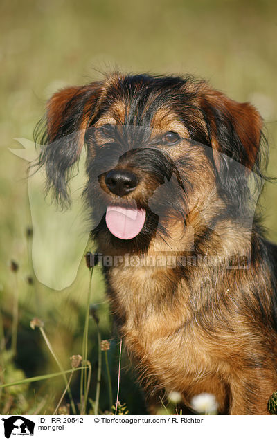 Jagdterrier-Dackel-Mischling / mongrel / RR-20542