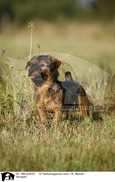 Jagdterrier-Dackel-Mischling / mongrel / RR-20543