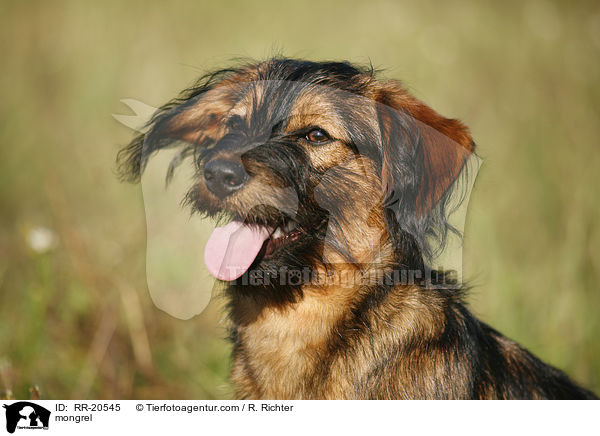 Jagdterrier-Dackel-Mischling / mongrel / RR-20545