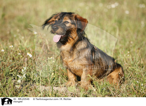 Jagdterrier-Dackel-Mischling / mongrel / RR-20546