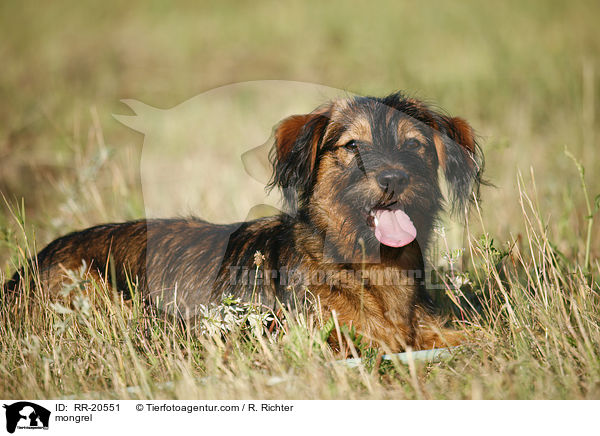 Jagdterrier-Dackel-Mischling / mongrel / RR-20551