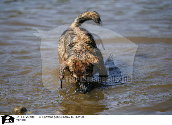 Jagdterrier-Dackel-Mischling / mongrel / RR-20588