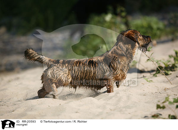 Jagdterrier-Dackel-Mischling / mongrel / RR-20593