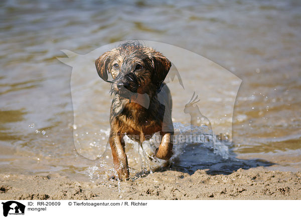 Jagdterrier-Dackel-Mischling / mongrel / RR-20609