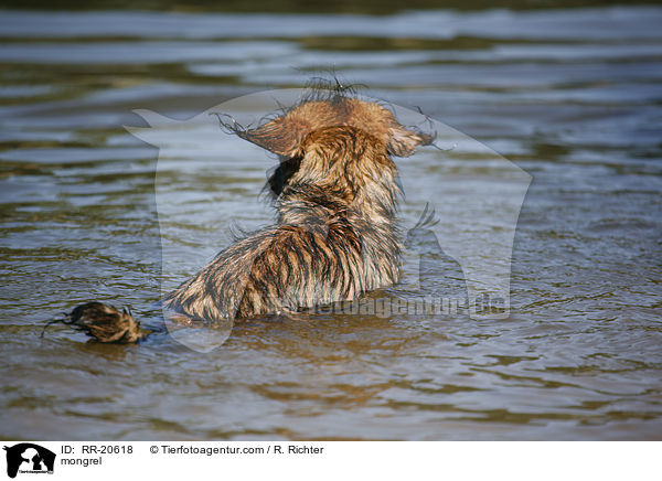 Jagdterrier-Dackel-Mischling / mongrel / RR-20618