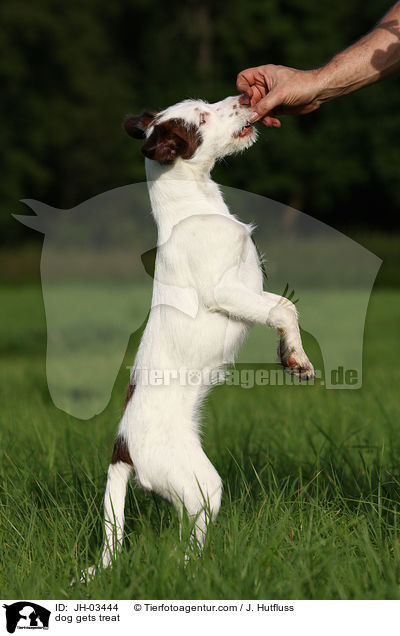 Hund bekommt Belohnung / dog gets treat / JH-03444