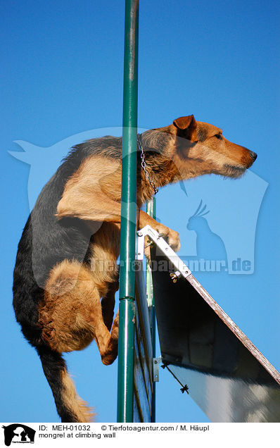 Mischling an der Kletterwand / mongrel at climbing wall / MEH-01032