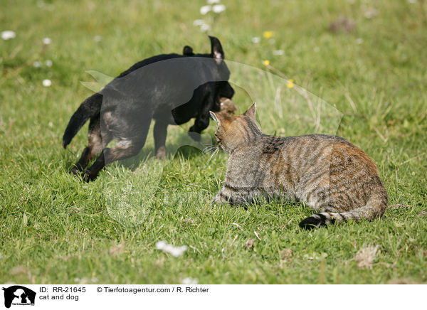 Hund und Katze / cat and dog / RR-21645